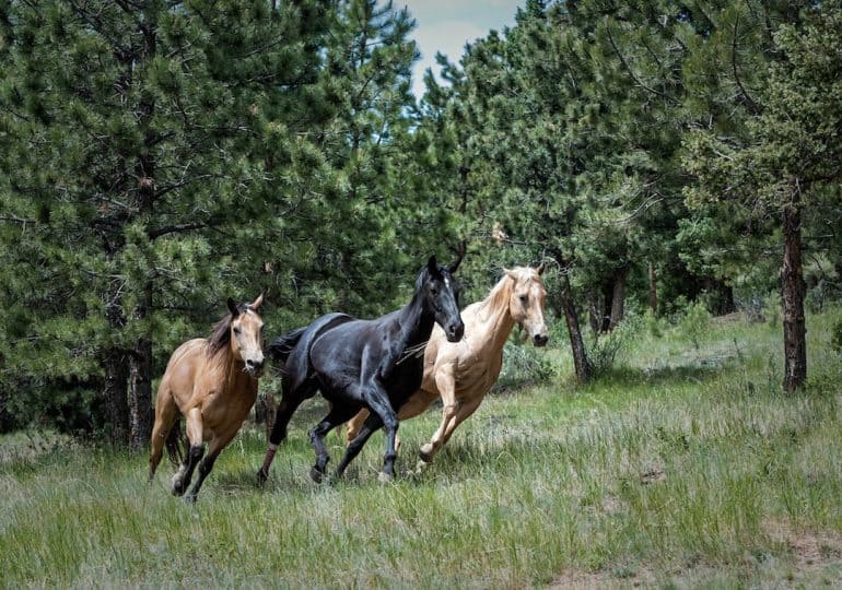 Lizawka dla koni - Dlaczego jest ważna i jak wpływa na zdrowie koni