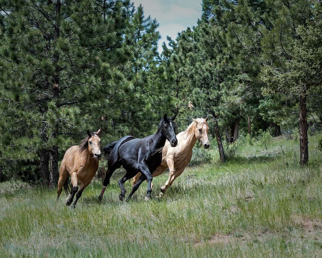Lizawka dla koni – Dlaczego jest ważna i jak wpływa na zdrowie koni